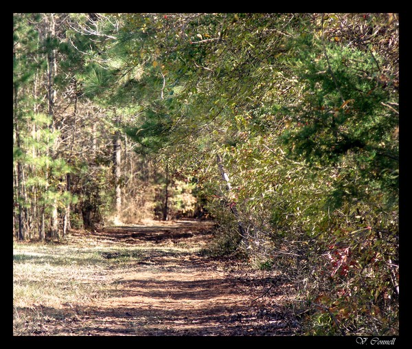 Walk Down Memory Lane