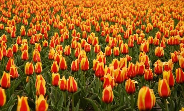 spring_flowers_1