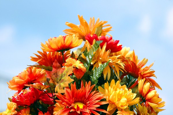 Color Of Fall Flowers