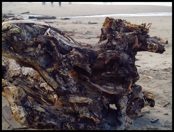Driftwood Seahorse