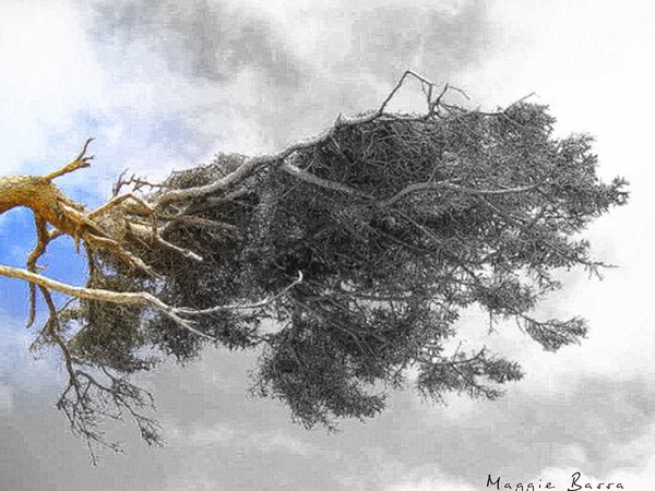 Merlins Tree