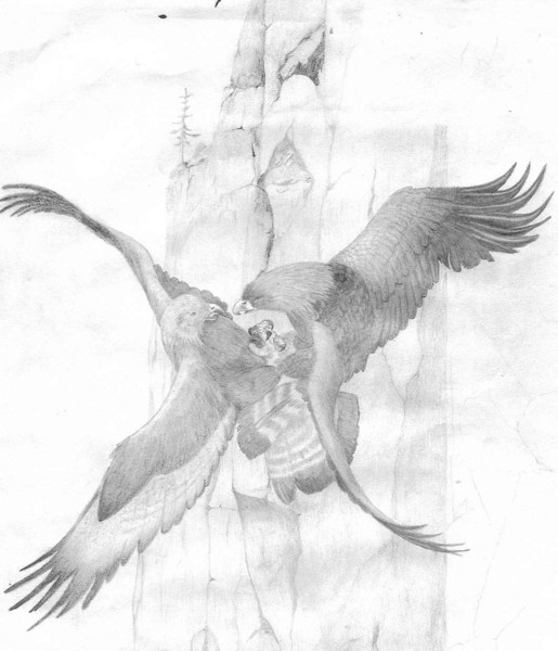 fighting eagles