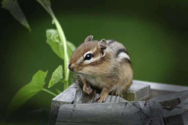 Chipmunk