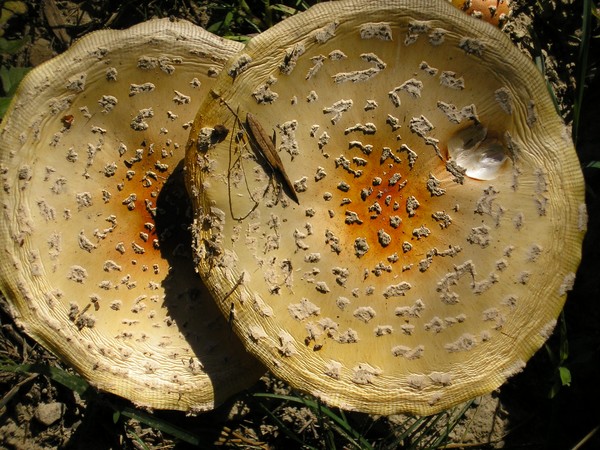 Toadstools