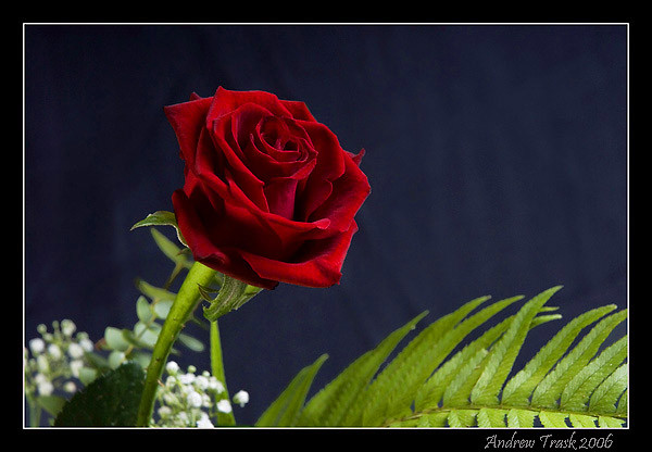 Scarlet & Green