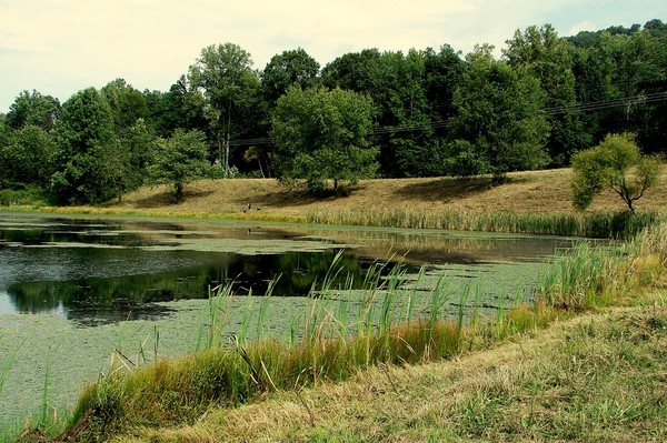 Suddeth Lake
