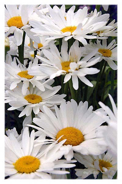 White Daisy 