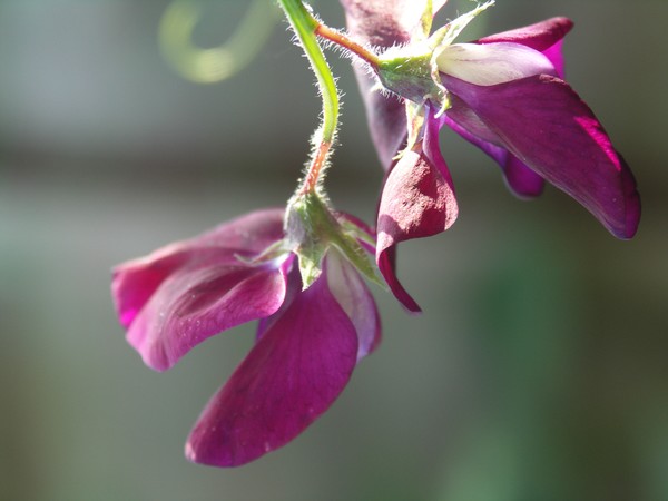 crimson sweet peas falling gently