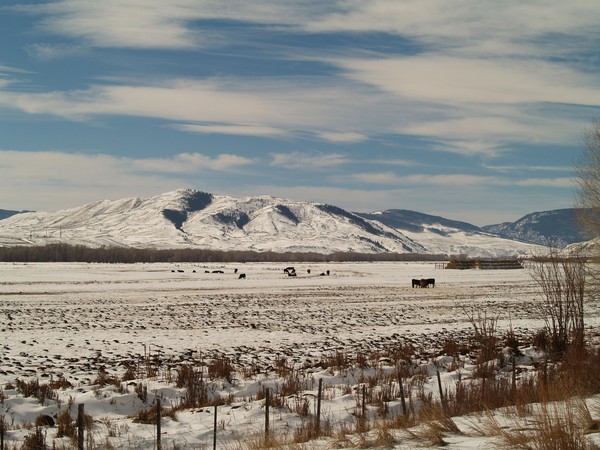 Cow Pasture In Winter