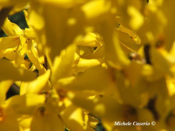 Yellow fantasy 