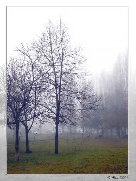 Misty morning