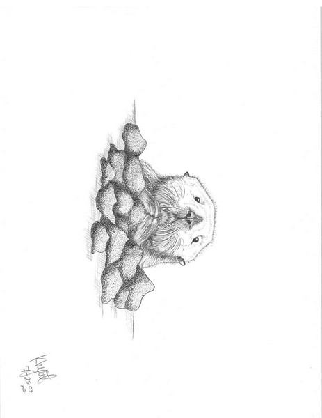 Sea Otter