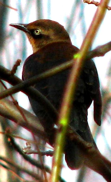 Rusty Blackbird