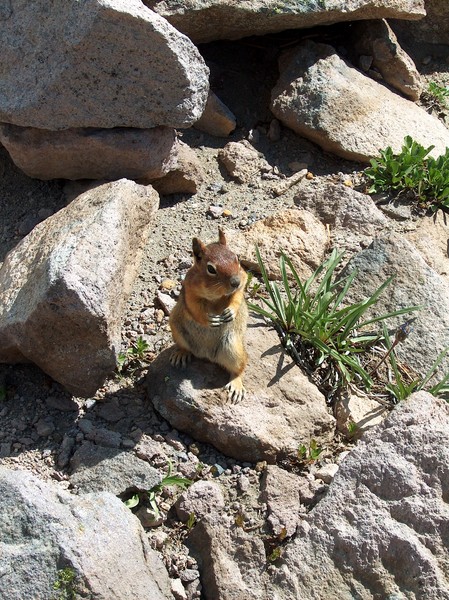 A Big Chipmunk