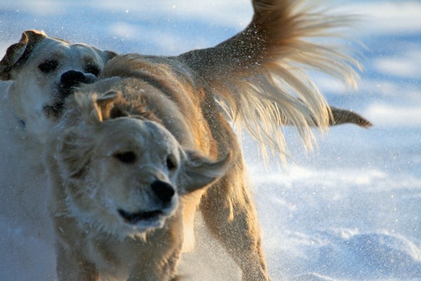 Snow Shower