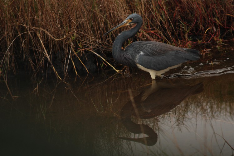 BLue Heron Fishing 
