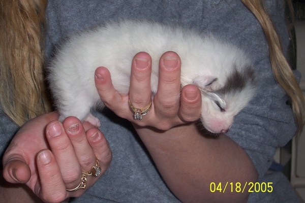 Baby Faigan