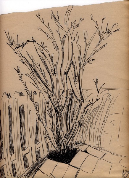 Patio Tree