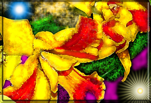  SPATIAL ORCHIDS