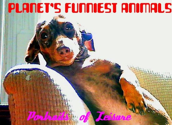 America's Funniest Animals