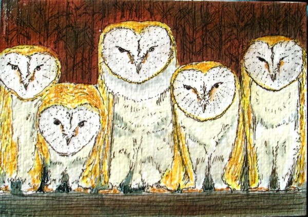 Barn Owl Brothers
