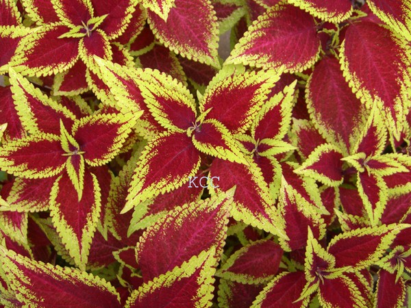 Fall Color