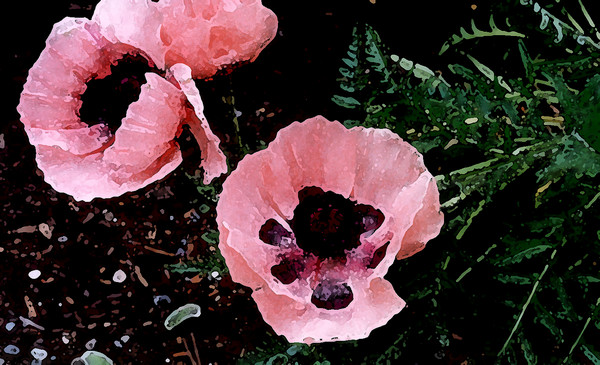 Pink Poppy 1