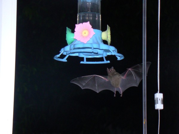 Night visitor