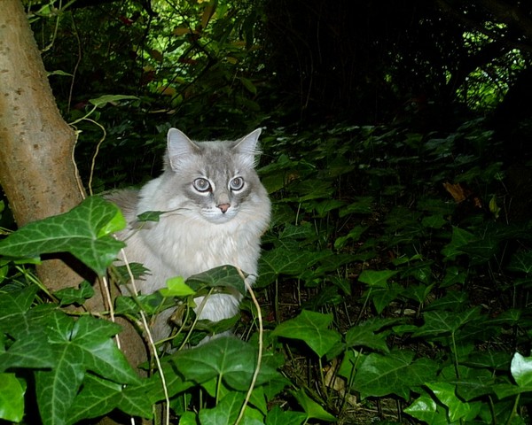 molly,2006