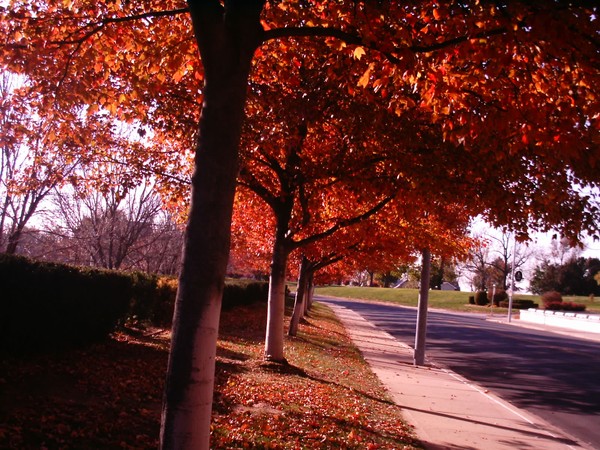 Row Of Trees