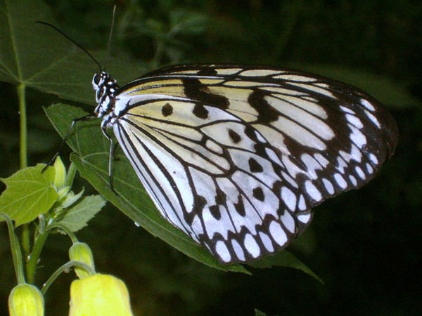 Magic Wings 3