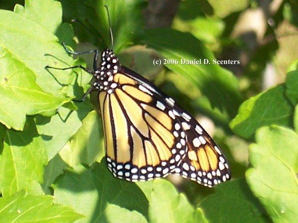 butterfly #3 