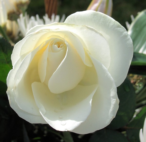 cream rose