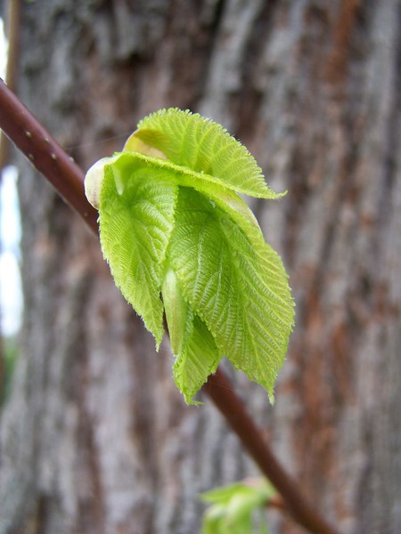 Breaking Through Spring