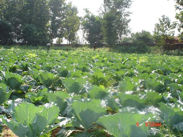 Cabbages Galore !!