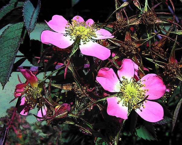 Wild Roses