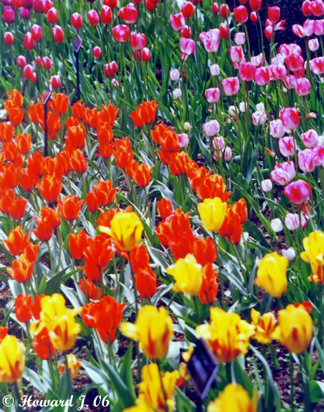 Field Of Dreams