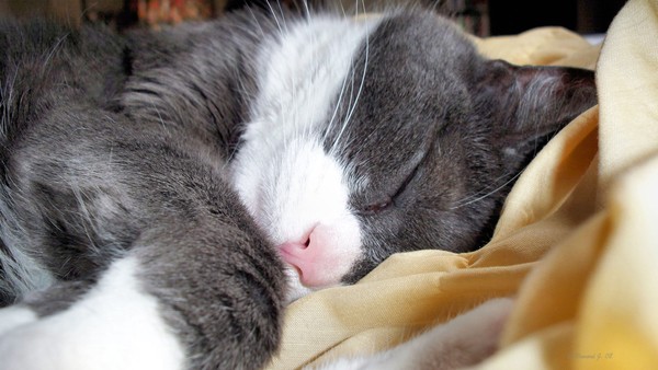 A Real Cat Nap
