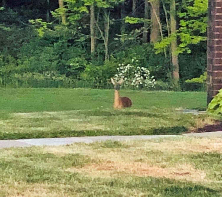deer