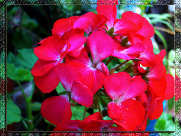red flowers