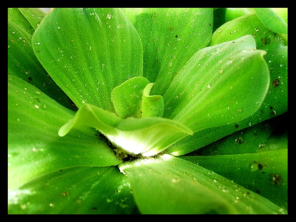 Waterlily