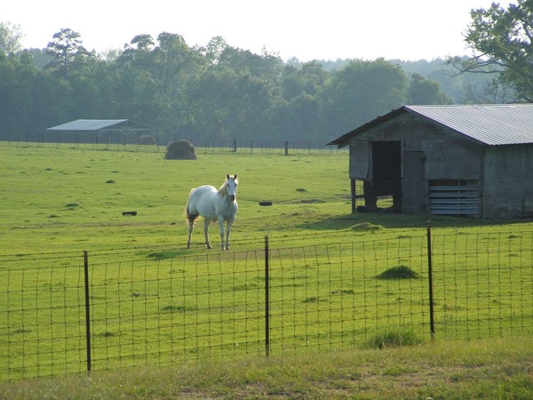 White horse