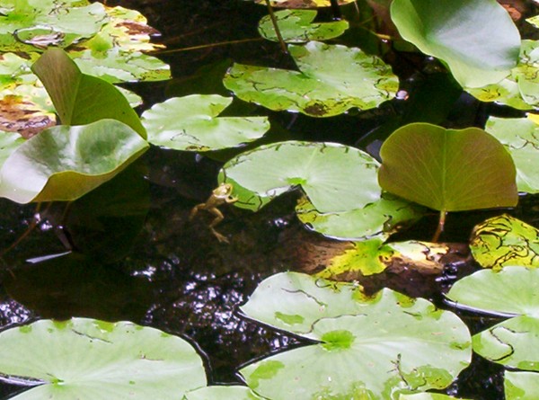 Frog pond
