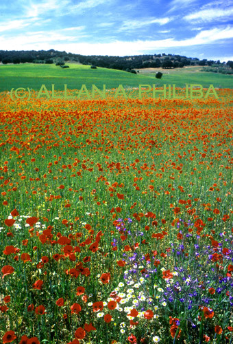 Field of Poppies