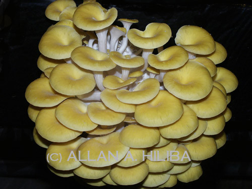Mushrooms