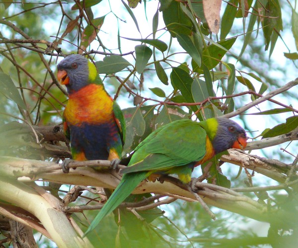 At Home In The Gums