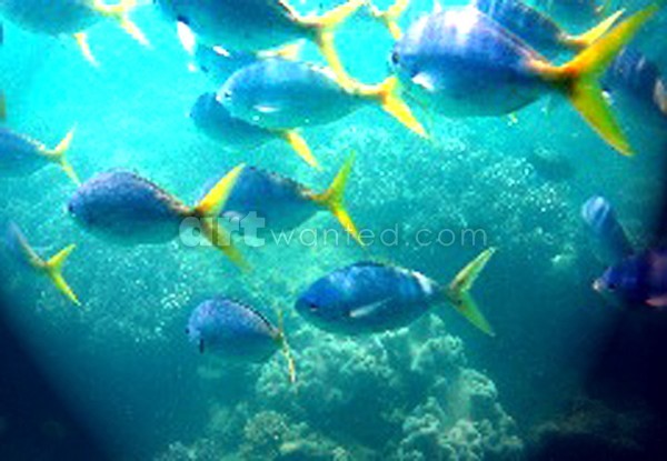 green island reef