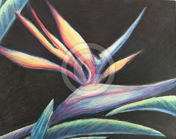 Bird of Paradise