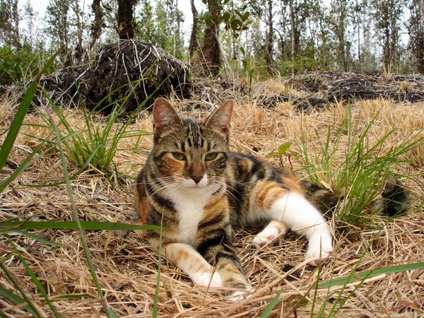 Sheeba Relaxed