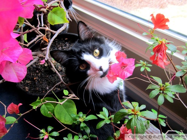 Patches Looking Innocent!